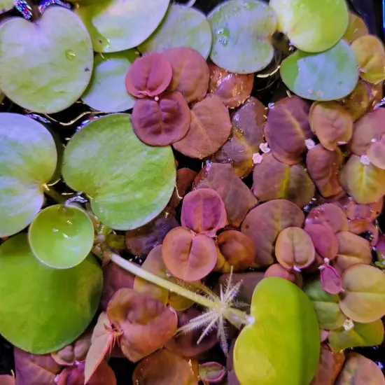 Red Root Floaters + Frogbit, 70 RR leaves & 7+ big FB plants, live aquarium