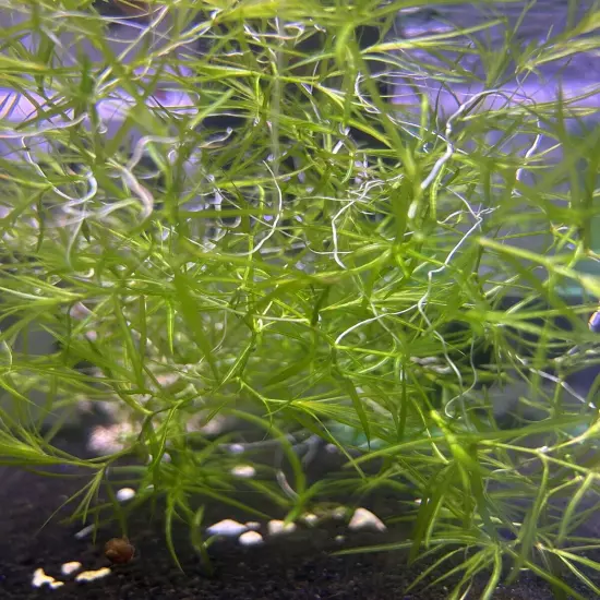 Guppy Grass - Floating Live Aquatic Plant - Fresh Picked - Free Shipping