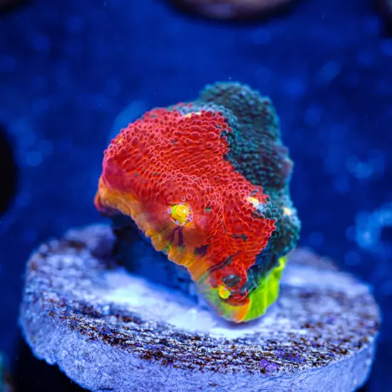 CB Rainbow Crush Chalice Coral (Large), WYSIWYG Live Coral