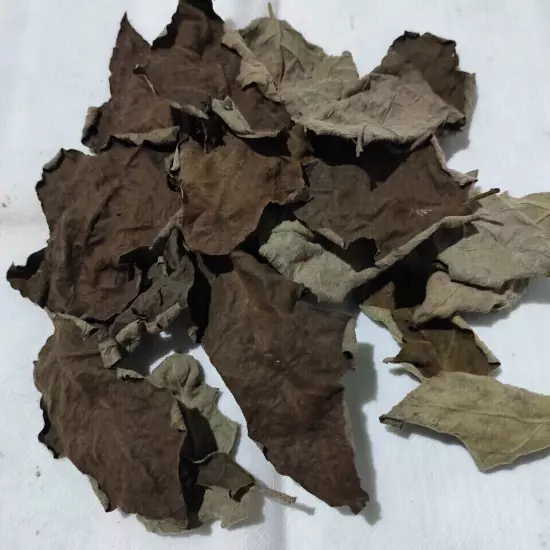 new dried turkey berry leaves 10+ pure organic natural solanum torvum leaves