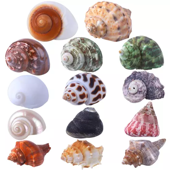 14PCS 14 Kind Natural Hermit Crab Shells Size 1" - 3.5", Opening 0.8" - 1.5" ...