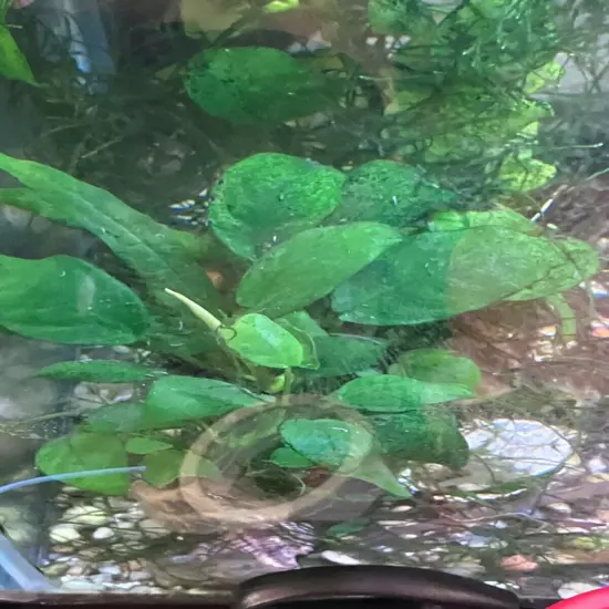 Anubias Barteri /BUY 2 GET 1 FREE (Nana Petite) Small Live Aquarium Plants