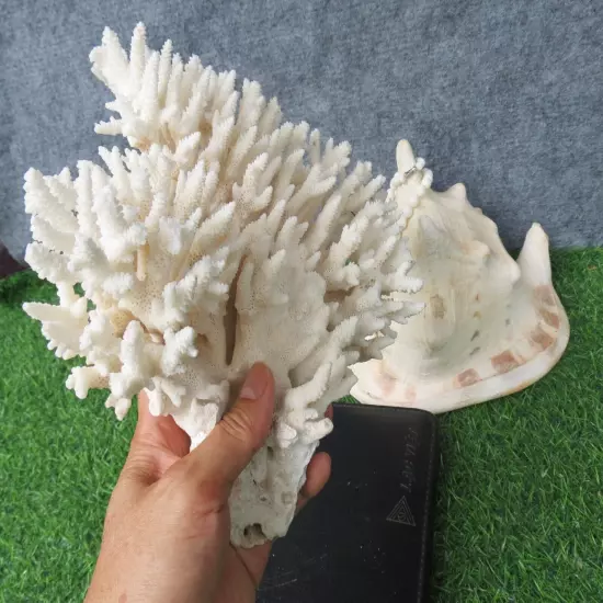 950G Natural Real Sea Coral White Reef Aquarium Decor Coral Home Decoration