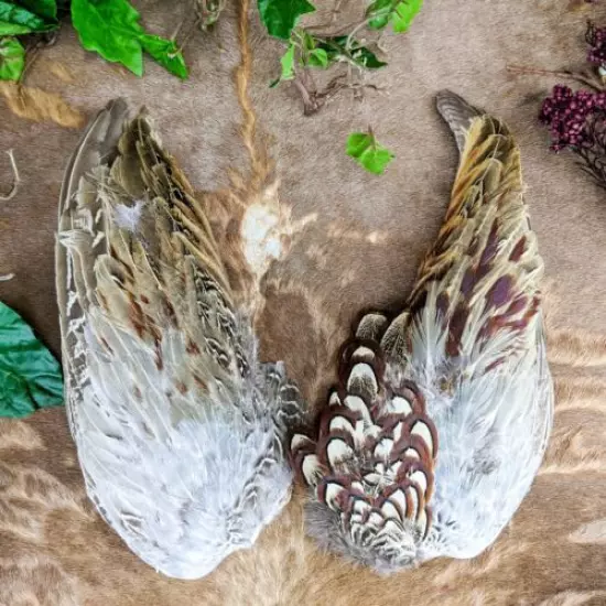 W160d Pheasant Wings Pair Feather smudge oddities Decorative Curiosities craft