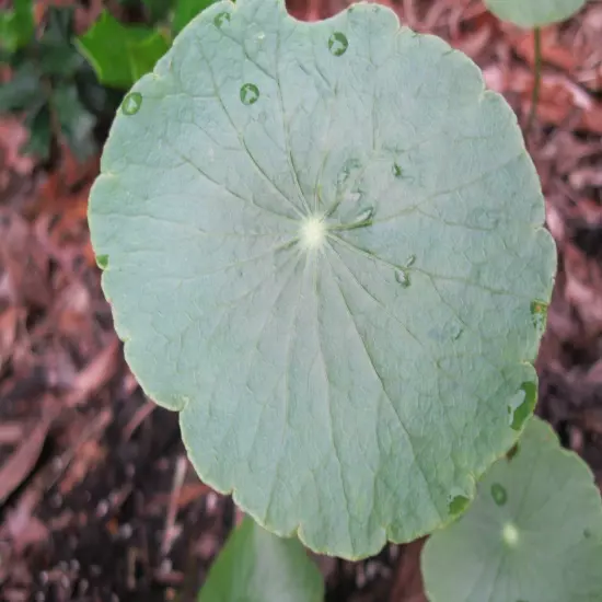 15 Brazilian Pennywort Water Ivy Hydrocotyle Live Aquarium Plant Round Leaves