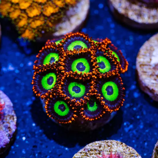 Emeralds on Fire Zoanthids Chunky Piece, WYSIWYG Coral