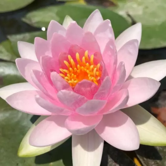 Madame Wilfron Gonnere Pink Hardy Waterlily Live Freshwater Plants Pond Flower