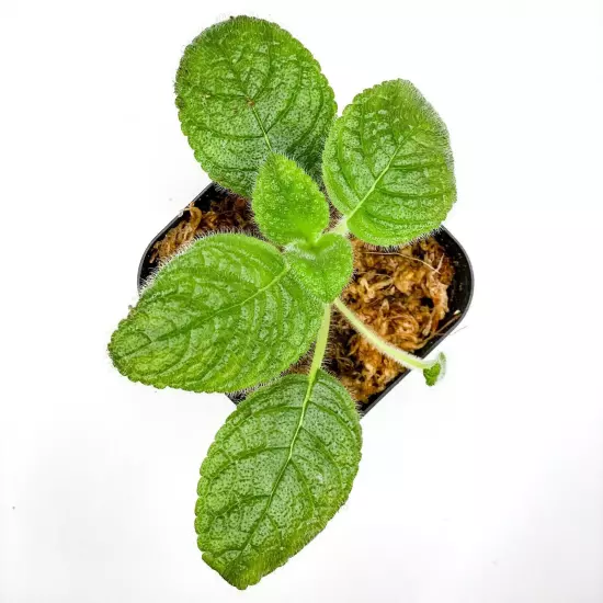 Episcia sphalera (2.5" Pot) / Live Terrarium Plant / Houseplant / Rare Plant