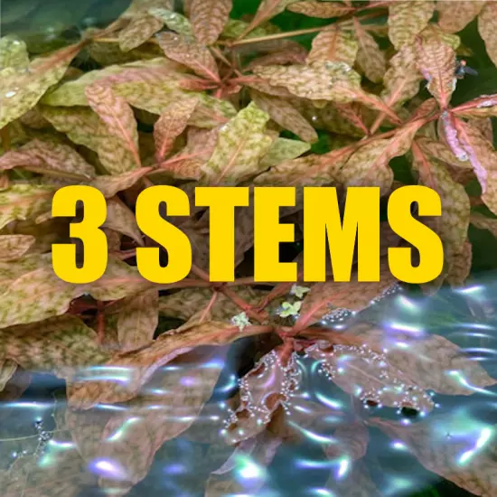 3 Stems Hygrophila Brown fast growing Rare Brown Aquarium Plant Organic