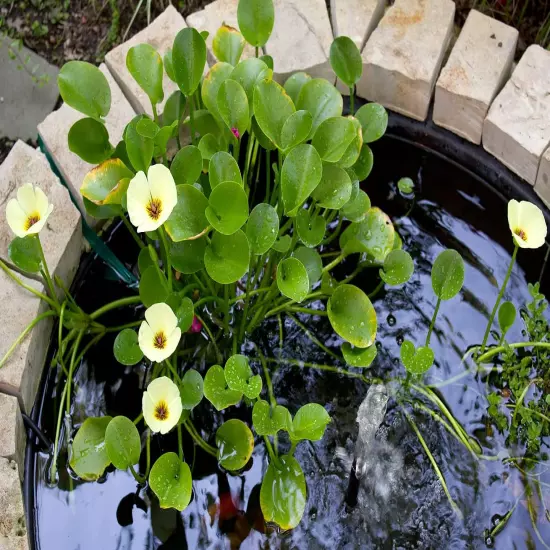 Golden Water Poppies (Hydrocleys Nymphoides) - Easy Live Pond Plants