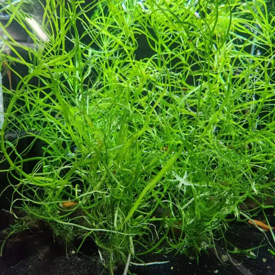 Pogostemon Stellatus Octopus Large Bunch! -Buy 2 Get 1 Free!- Aquarium Plant