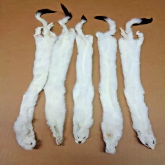 #1 Quality 2XL Tanned White Ermine/Weasel/Fur/Crafts/Trapping/Stocking Stuffers