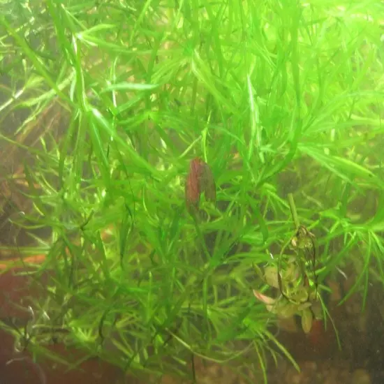 4 CUPS OF GUPPY GRASS - FLOATING AQUARIUM PLANTS