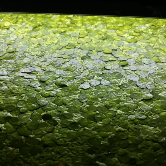 50 Pieces Of Giant Duckweed Spirodela Polyrhiza Live Floating Aquarium Plant