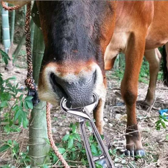 Cattle Nose Livestock Stainless Steel Livestock Bull Cow Nose Lead Cattle4593