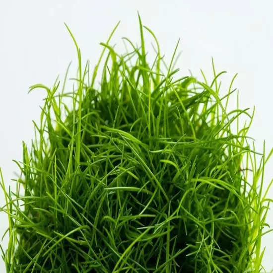 Eleocharis Acicularis (Tall hair grass) - Tropica Tissue Culture Cup