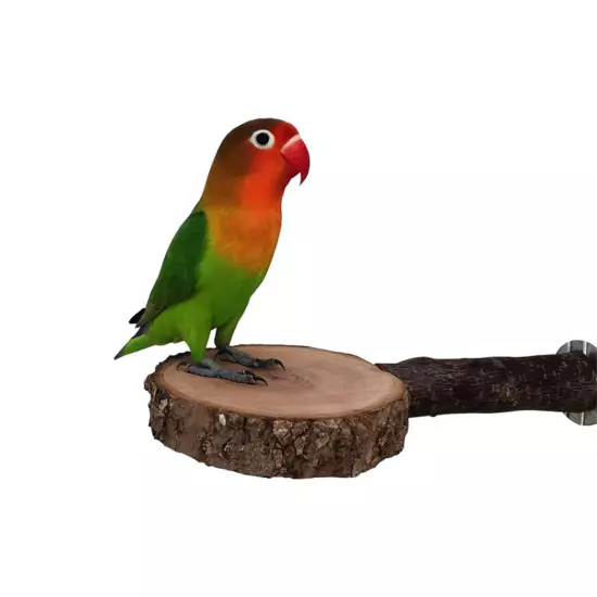 Natural Tree Wood Pet Parrot Wood Fork Tree Branch Stand Rack Squirrel9304