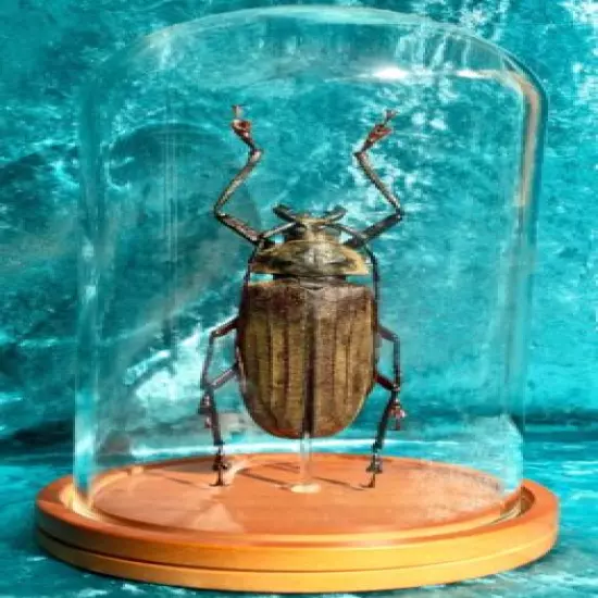 043a Giant Longhorn Entomology MALE Buru Is. Beetle Glass Dome Display specimen 