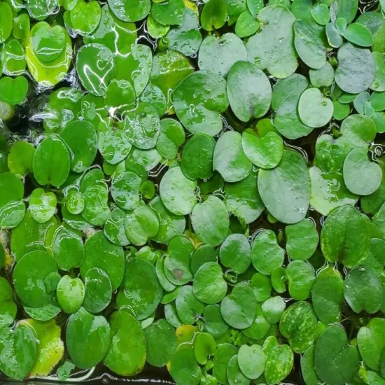 Amazon Frogbit 50+ Leaves - Live Floating Plant (Limnobium Spongia)