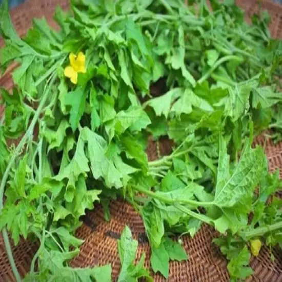 Dried Bitter Gourd Leaves 30+ Momordica charantia bitter melon Natural Organic