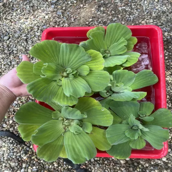 Memorial Day Special (10) Jumbo Water Lettuce Floating Koi Pond Plant Shade 6"