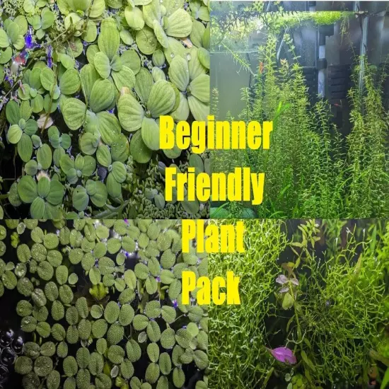 Live Aquarium Plant Pack Bundle~~ Beginner friendly 7 Species!~~Over 30 plants~~