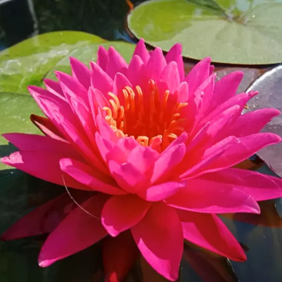 Buy2Get1Free Red Mayla Hardy Waterlily Live Freshwater Pond Flower Colorful