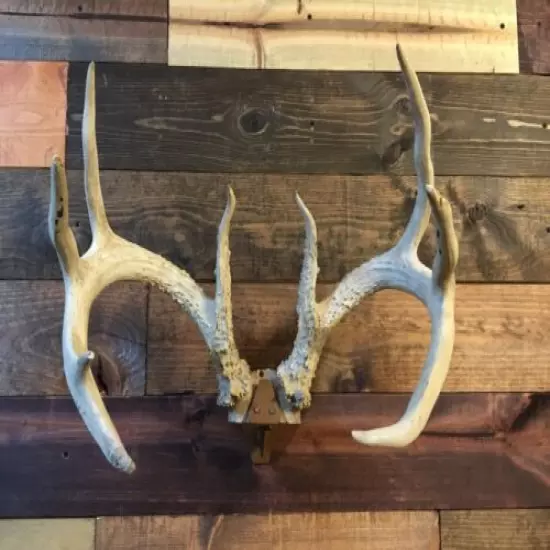 Amazeen Outdoors Skull Cap European Mount Hanger Whitetail Sheds Bone Mule Deer