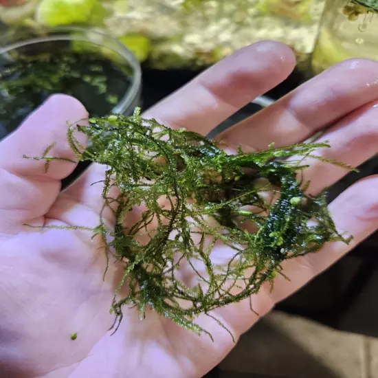 Java Moss - Live Aquarium Plant water