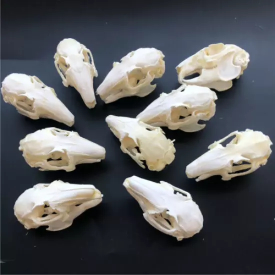 10 pcs real Rabbit Skull specimen Animal bone specimen Collection From the farm