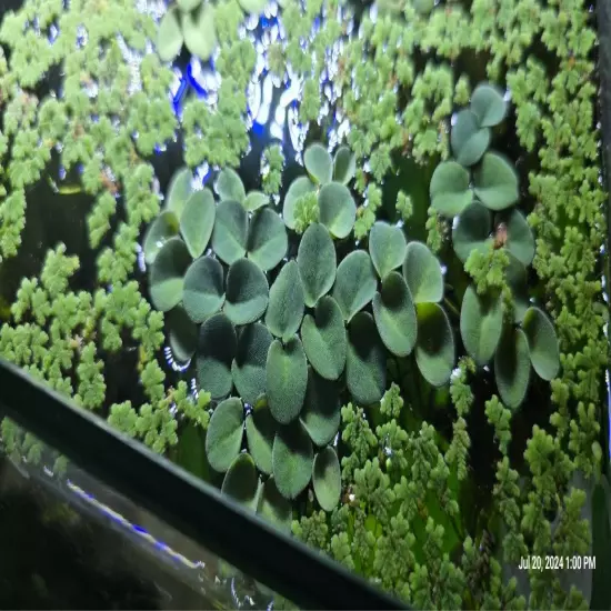 25+ Leaves Asian Water Moss- Live Floating Live Aquarium Plant