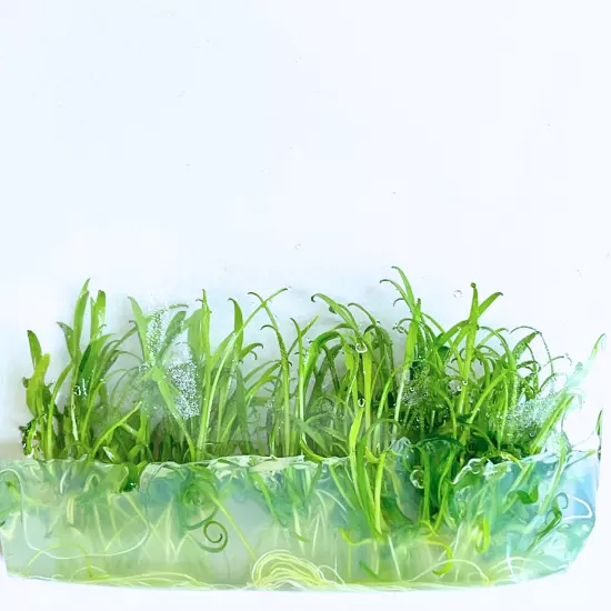 Cryptocoryne Parva Grown in Vitro Tissue Culture Best for Freshwater Tanks Plant