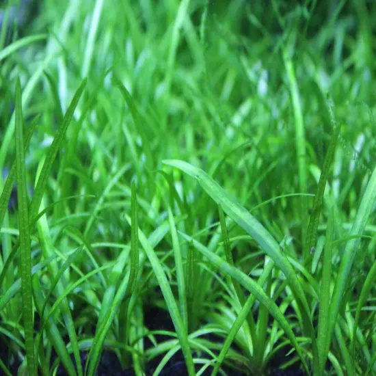 Buy 4 Get 1 Free! Dwarf Sagittaria Subulata Easy Live Aquarium Plant!