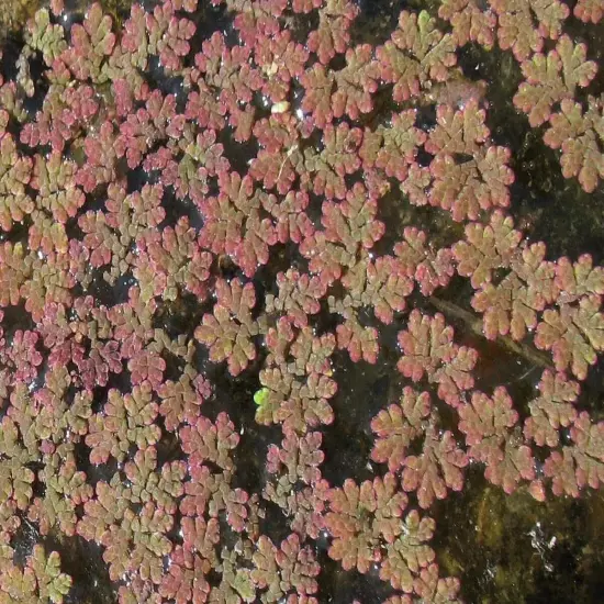 3 cups Azolla Fairy Moss BUY2 GET1 FREE Live Pond Aquarium Floating Plants