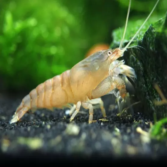 Vampire AKA Viper Shrimp (Atya gabonensis)