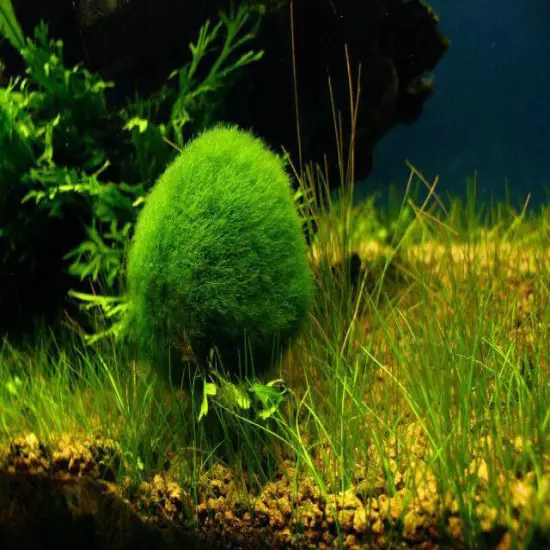 1 inch Marimo Moss Ball (Cladophora Live Aquarium Plant) Fish Tank plant