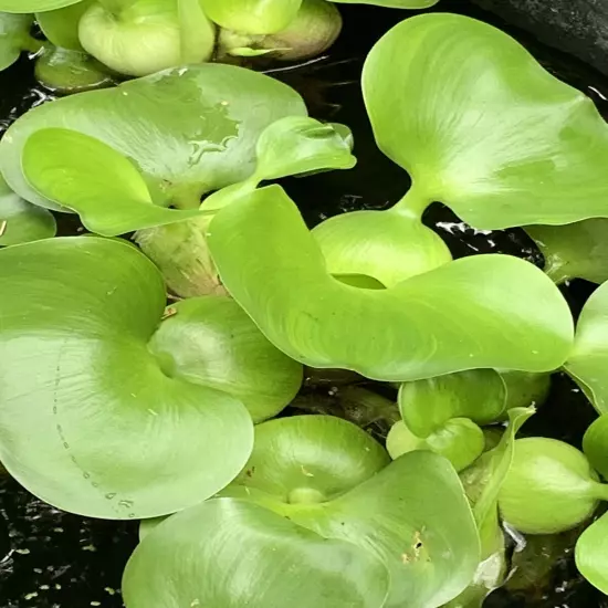 Water Hyacinth (1) & Duckweed Aquatic Floating Water Pond Plant