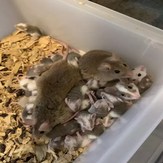 African Soft Fur Rats