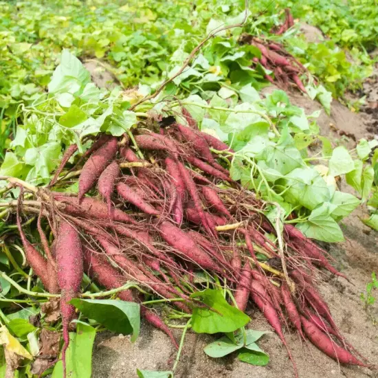 250+ Pcs Dried Sweet Potato Leaves Ceylon Natural Herbal Drink 100% Pure Organic