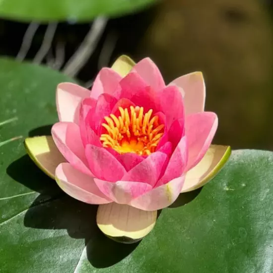 Buy2Get1Free Pink Masaniello Hardy Waterlily Live Pond Plants Flower Colorful