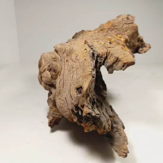 Natural Unique Wood for Reptile Terrarium Or Decoration, Wood Species Unknown