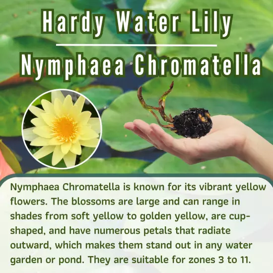 Buy2Get1Free Yellow Chromatella Hardy Waterlily Live Freshwater Plant Pond Tank