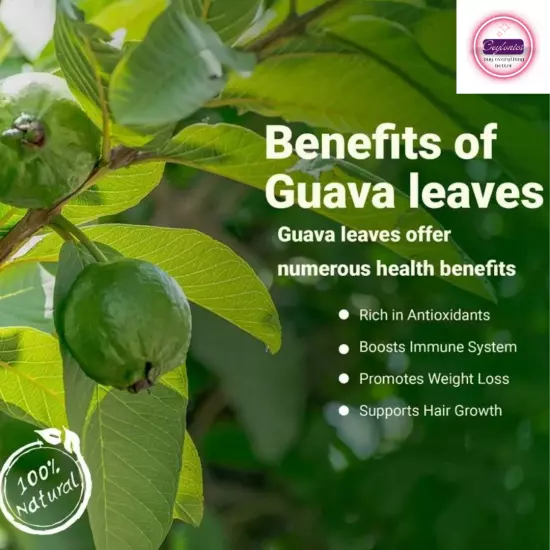 1000+Dried Guava Leaves Herbal Tea Hojas de Guayaba Psidium Guajava For Diabcare