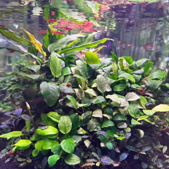 Package Loose Anubias Nana Thick Leaf Live Aquarium Plants Decor Tank Freshwater