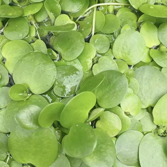 40+ Leaf Amazon Frogbit - Live Aquarium Floating Plants - Buy 2 Get 2 FREE!