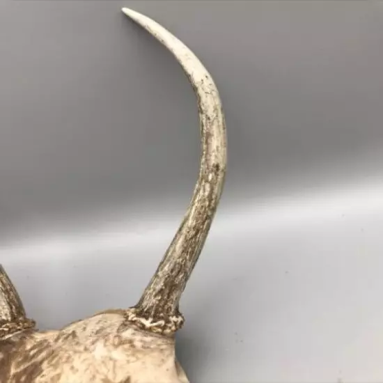 Small Mammal Antlers/Horns￼