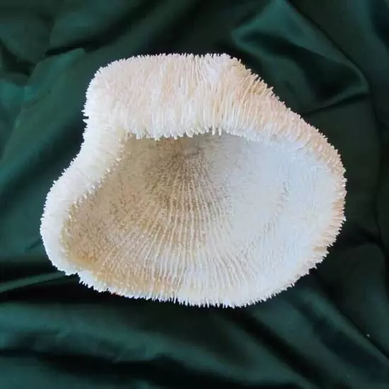 White Natural Hard Coral Ocean Marine Salt Water Aquarium Decor Art 8 x 6”