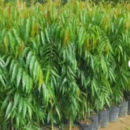 Ashoka Tree, Polyalthia longifolia 2 Live plant length 15 inch Plant of Planting