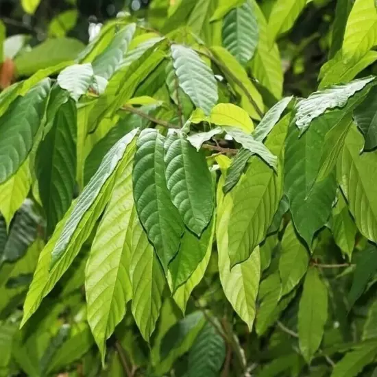 Dried Cocoa Leaves Pure Organic Natural Theobroma Ceylon Chocolate Fresh Leaf