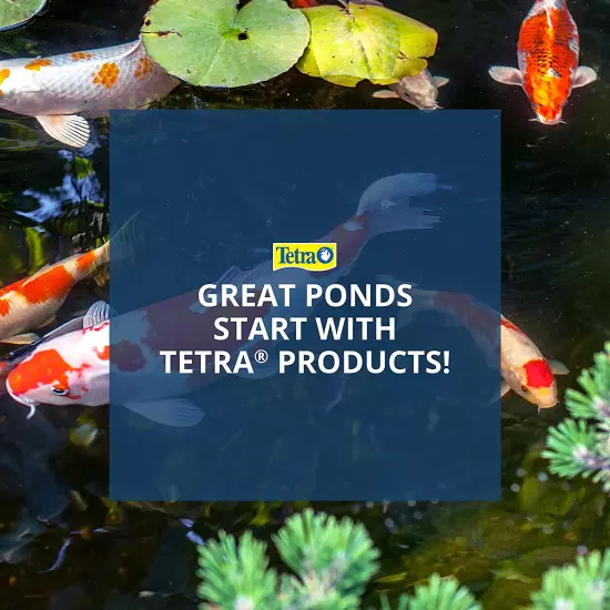 pond Pond Sticks 3.53 Ounces, Pond Fish Food, for Goldfish and Koi, Pond Pond S